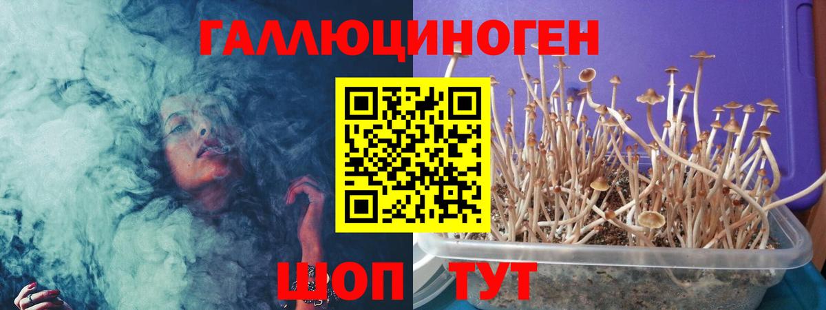 Псилоцибиновые грибы Psilocybine cubensis Лениногорск